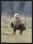 zeearend 7D 6248 kopie ws